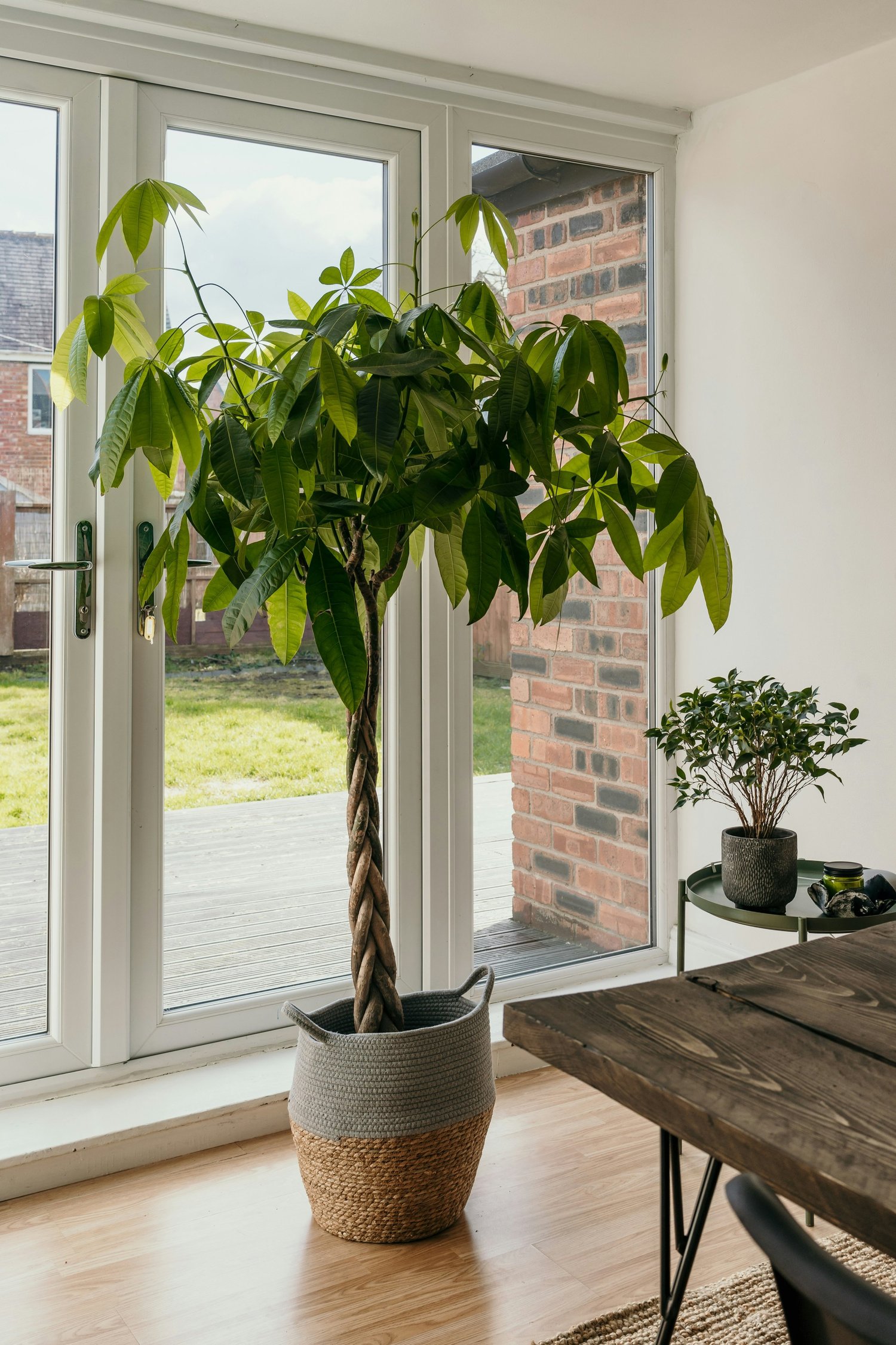 All About Indoor Trees