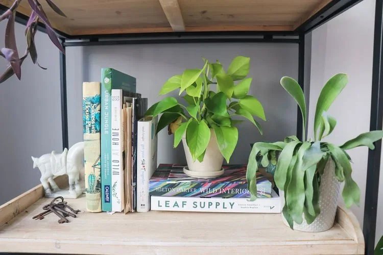 Plant Styling Tips To Bring Your Space To Life!