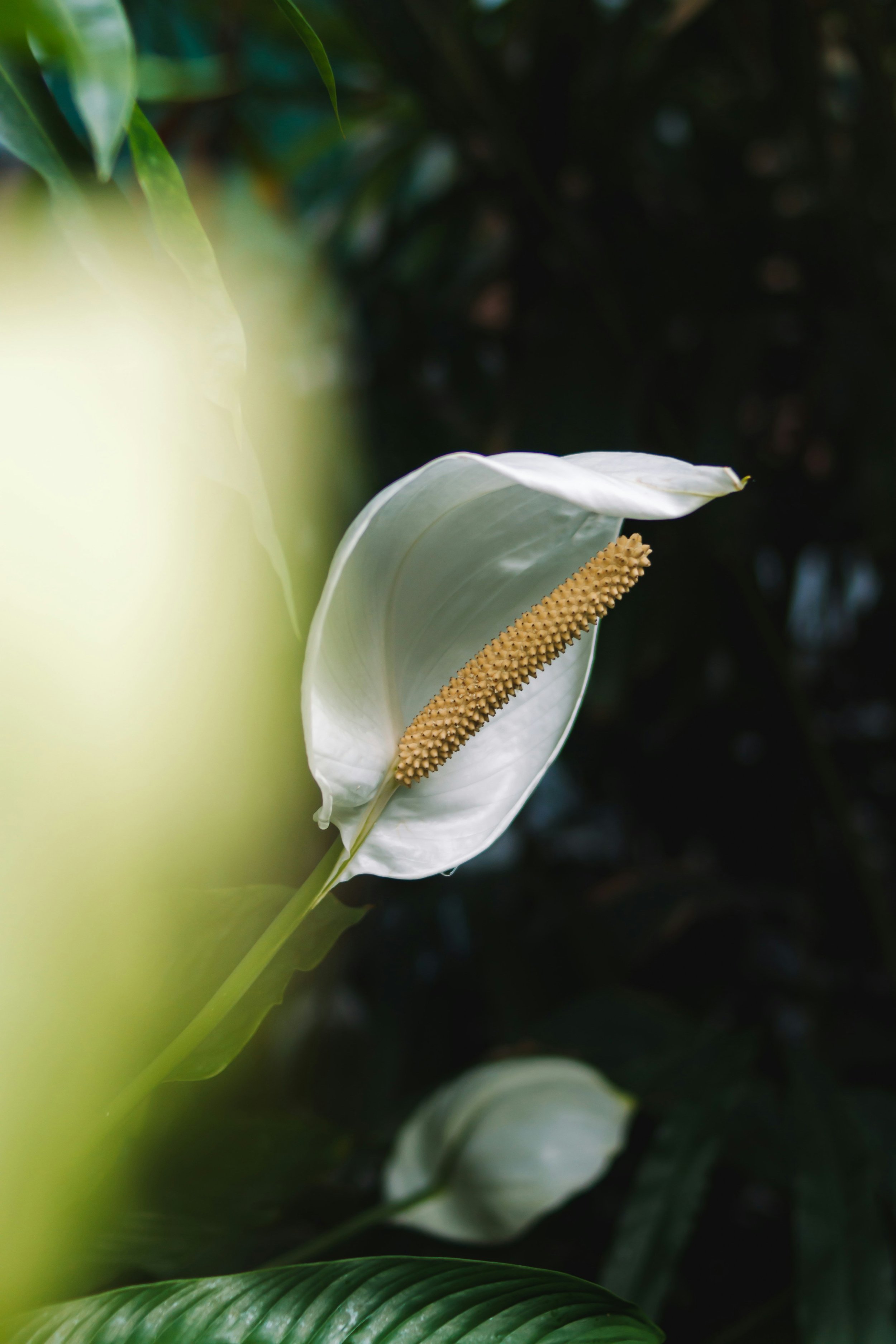Growing Peace Lilies: How To Care For Spathiphyllum