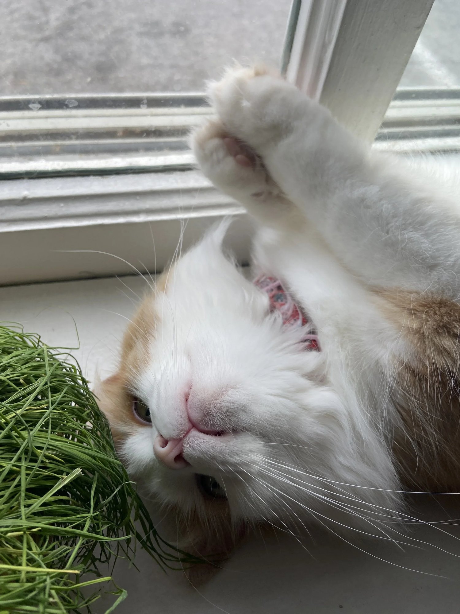 How to Keep Your Cat Out of Your Houseplants