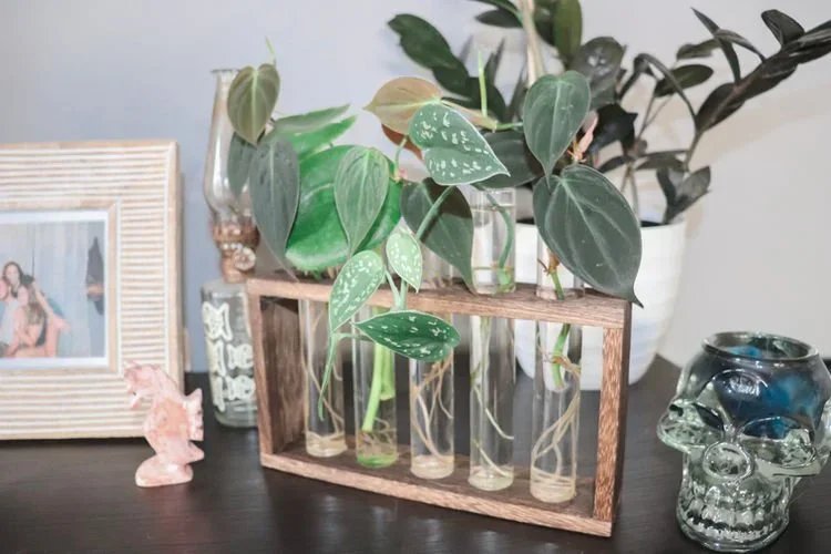 Plant Styling Tips To Bring Your Space To Life!
