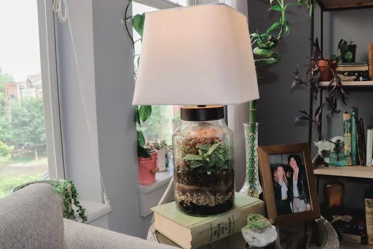 Plant Styling Tips To Bring Your Space To Life!