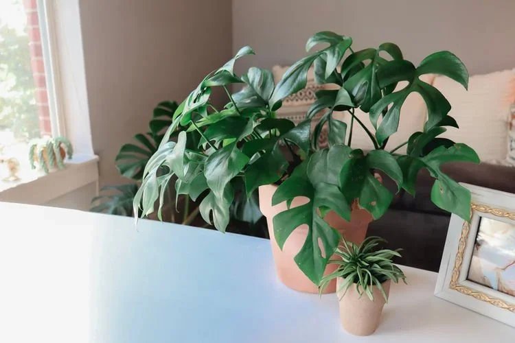 Plant Styling Tips To Bring Your Space To Life!