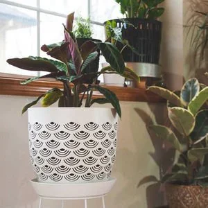 Increasing Soil Aeration: Should You Use an Aeration Planter For Your Houseplants?