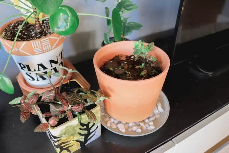 3 Tips for Increasing The Humidity Around Your Plants