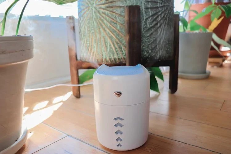 3 Tips for Increasing The Humidity Around Your Plants