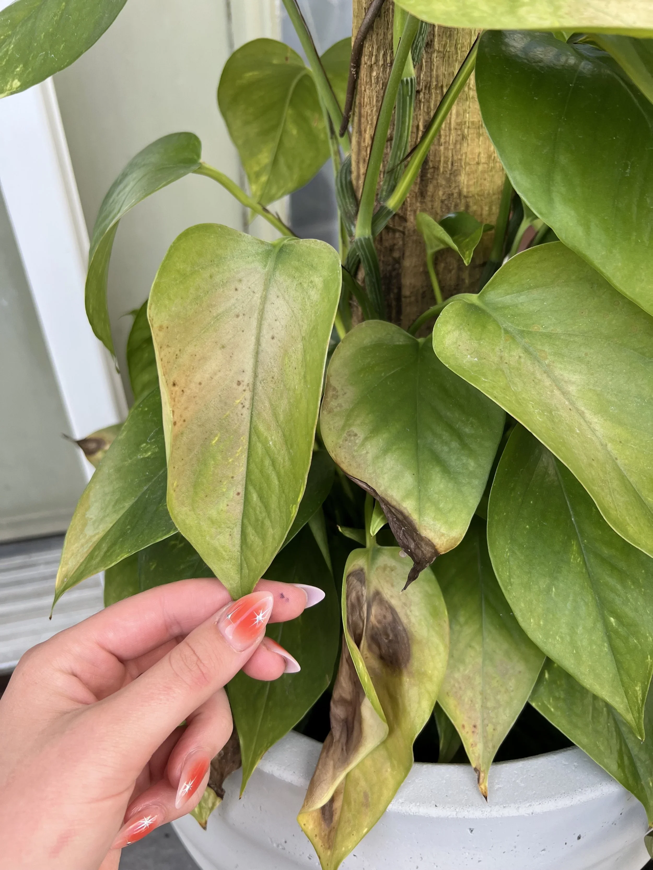 Spring Back to Life: How to Revive Dying House Plants