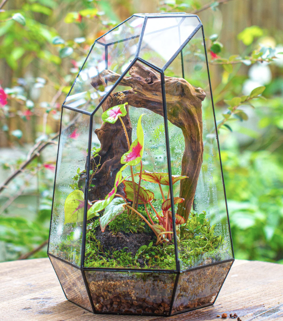 2022 Gift Guide: The Best Gifts for The Plant Lovers and Plant Obsessed!