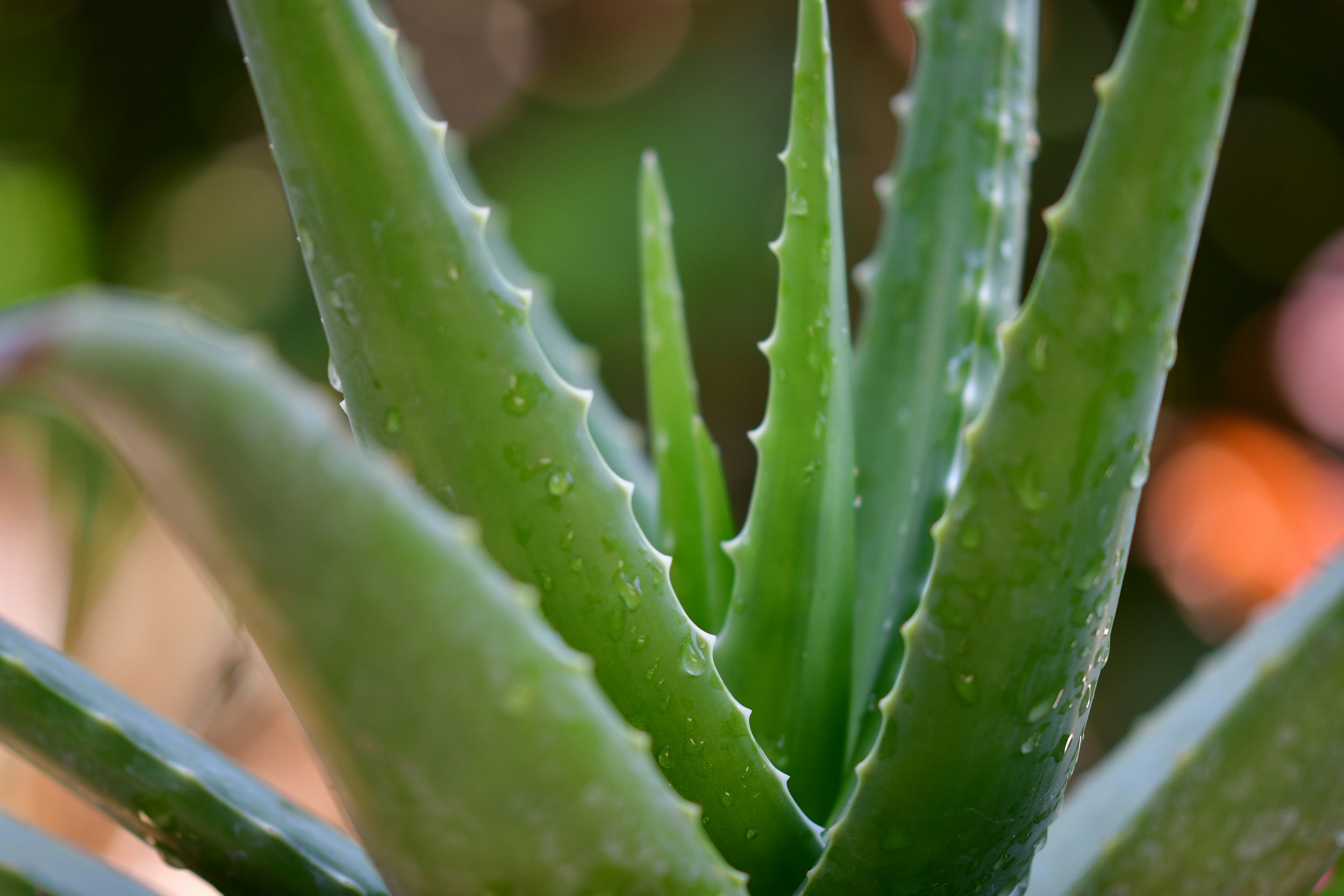 How To Care For Your Aloe Vera Plant