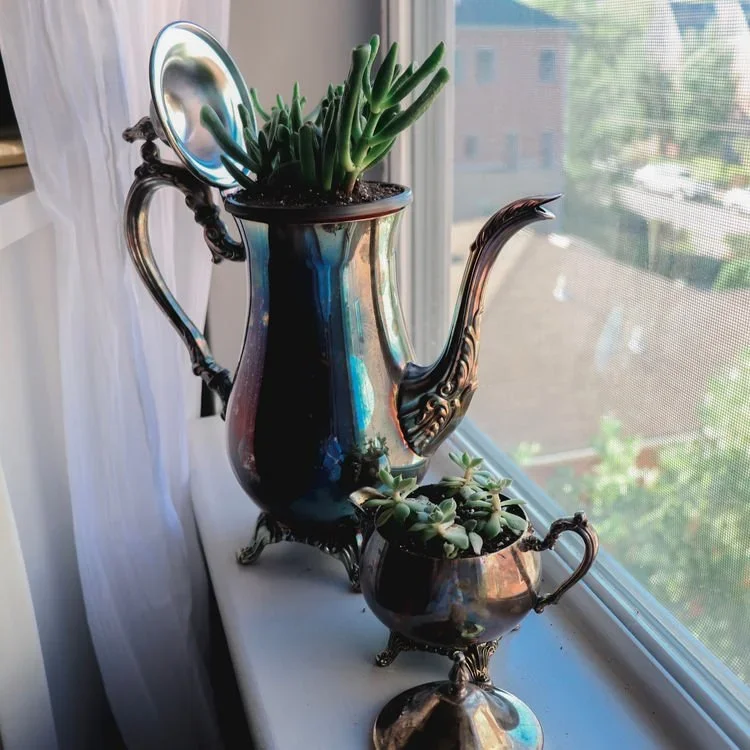 3 Houseplant Styling Tips For Any Space!