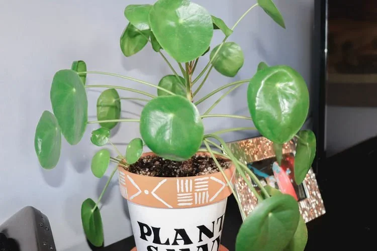 10 Pet-Friendly Plants That Are Safe For Your Pets!