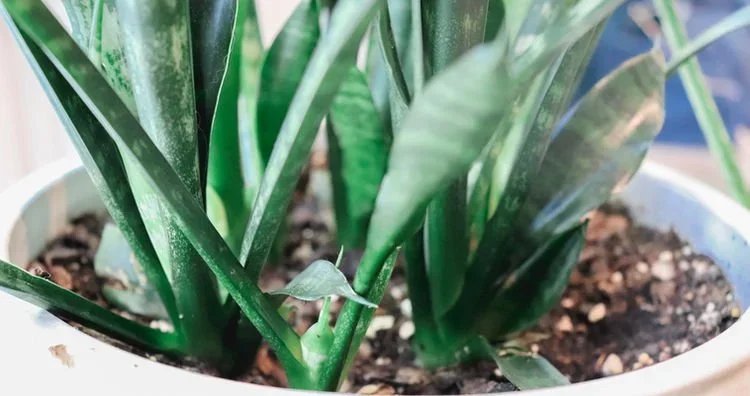 Sansevieria AKA Snake Plant Profile & Basic Care Tips