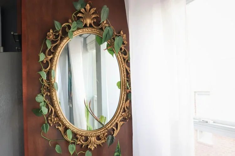 Plant Styling Tips To Bring Your Space To Life!