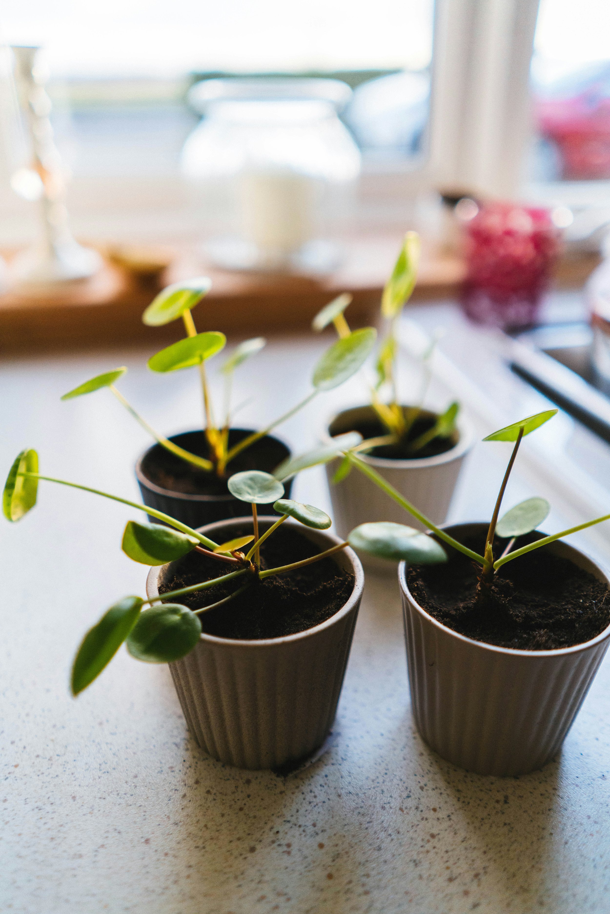 How to Care For Pilea Peperomioides or Chinese Money Plant