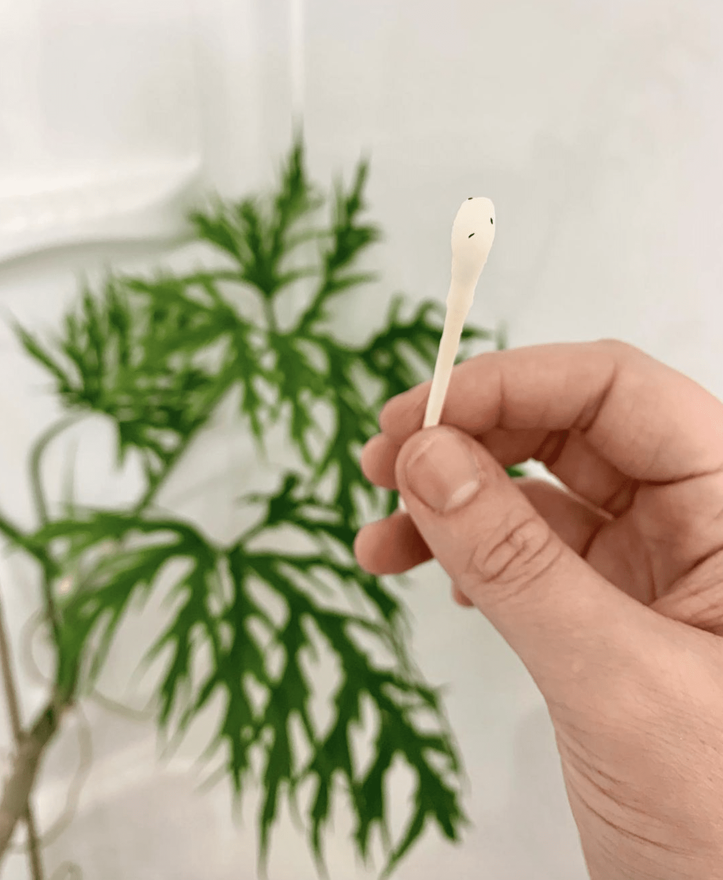 All About Thrips