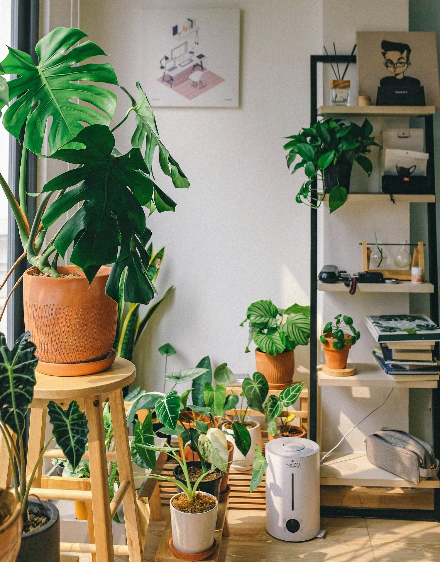 House Plant Care Advice from Interiorscapers