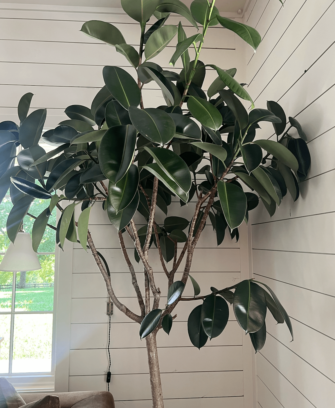 All About Indoor Trees