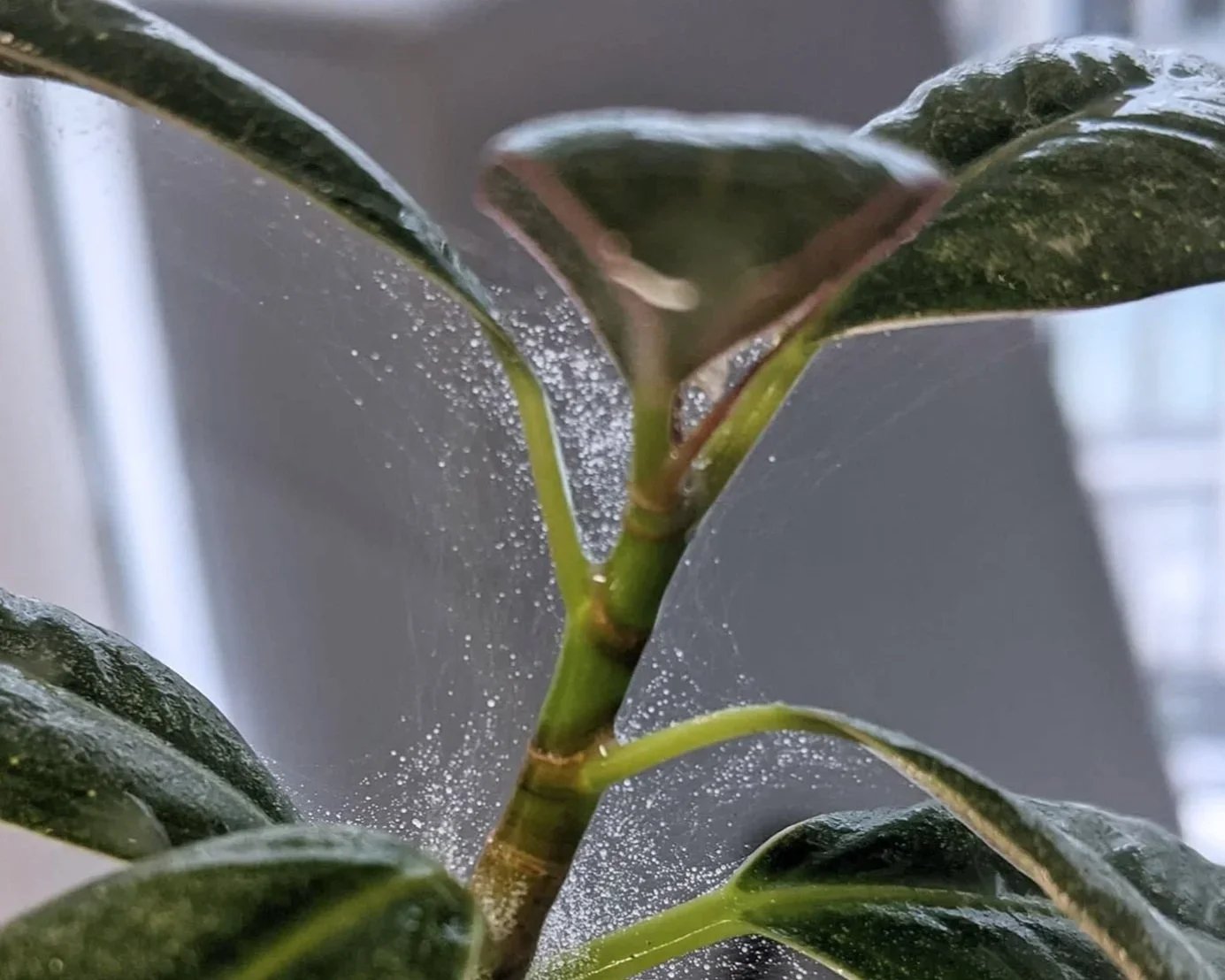All About Spider Mites
