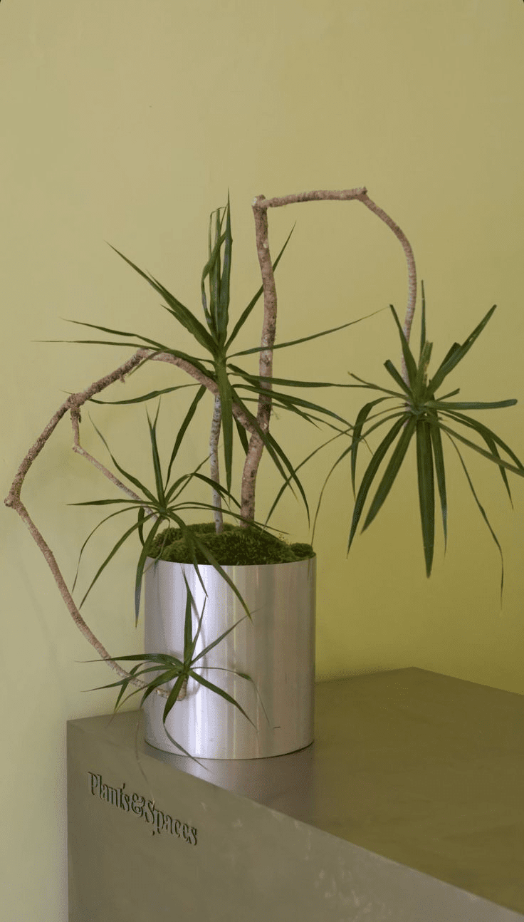 Indoor Plant Design Trends for 2025