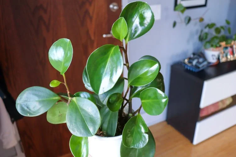 10 Pet-Friendly Plants That Are Safe For Your Pets!