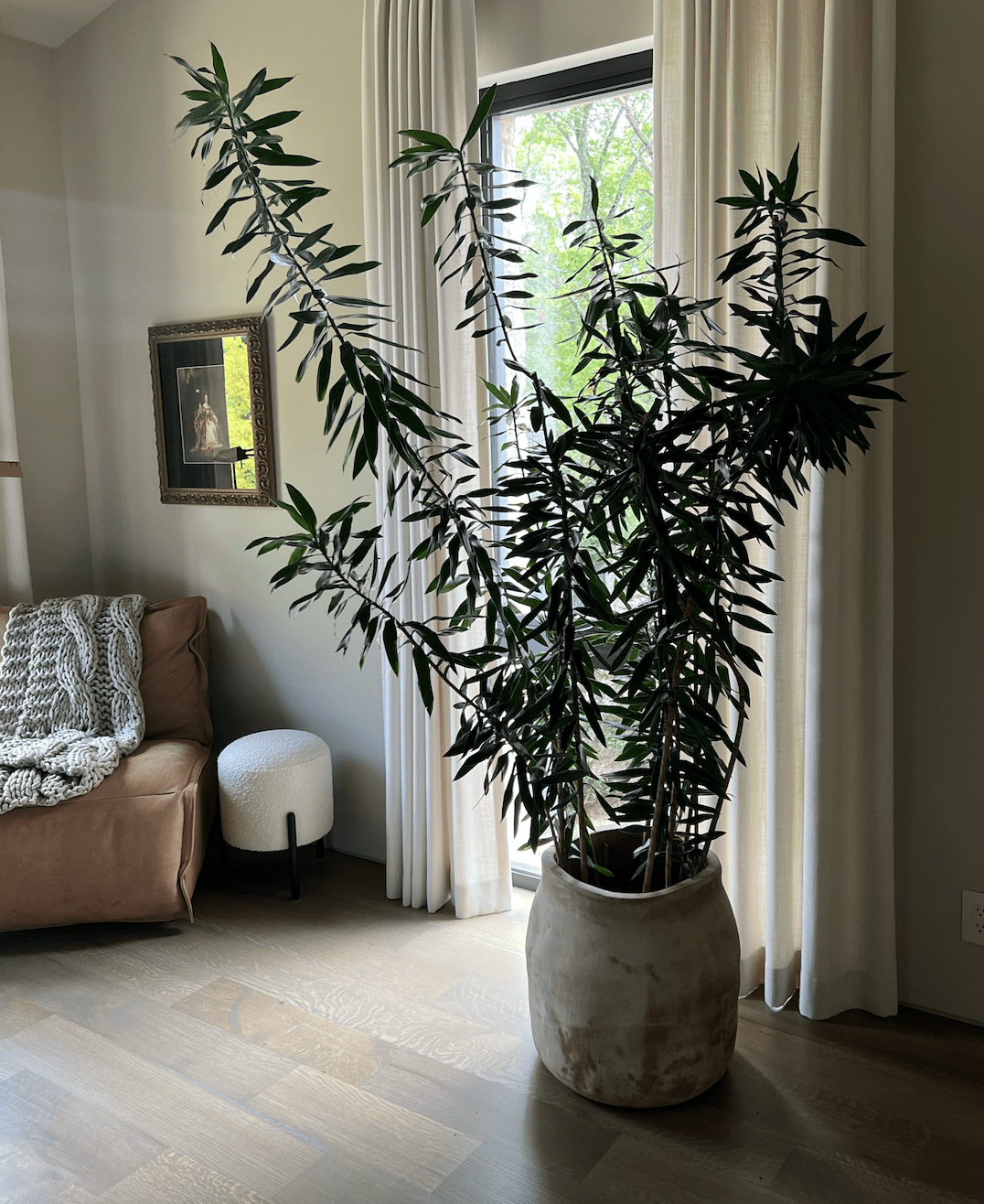 All About Indoor Trees