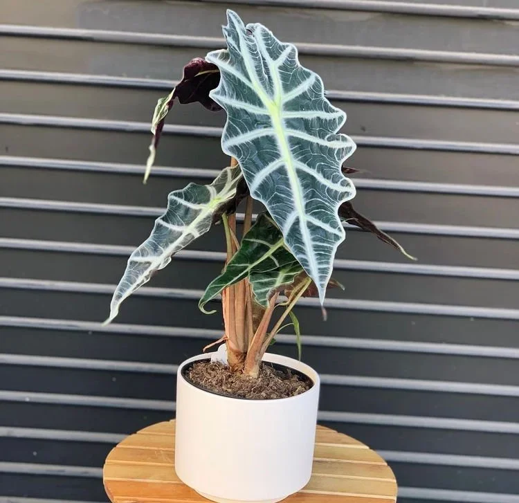The Plant Trends To Look Out For In 2022