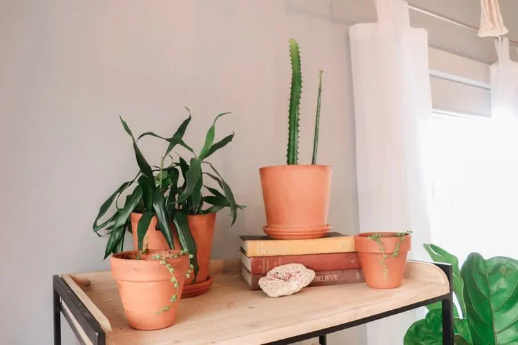 Plant Styling Tips To Bring Your Space To Life!