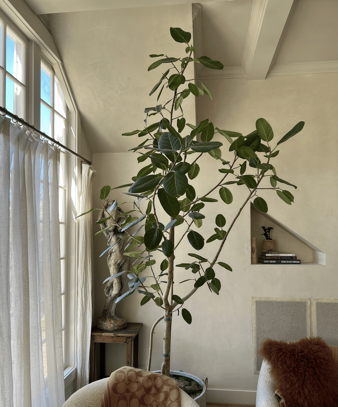 All About Indoor Trees
