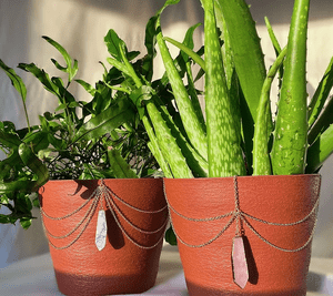Small Businesses To Support: Houseplant Edition