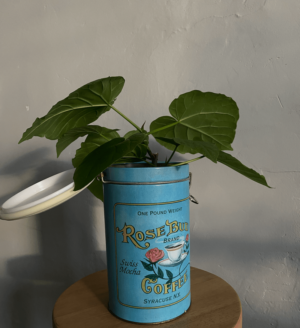 Indoor Plant Design Trends for 2025