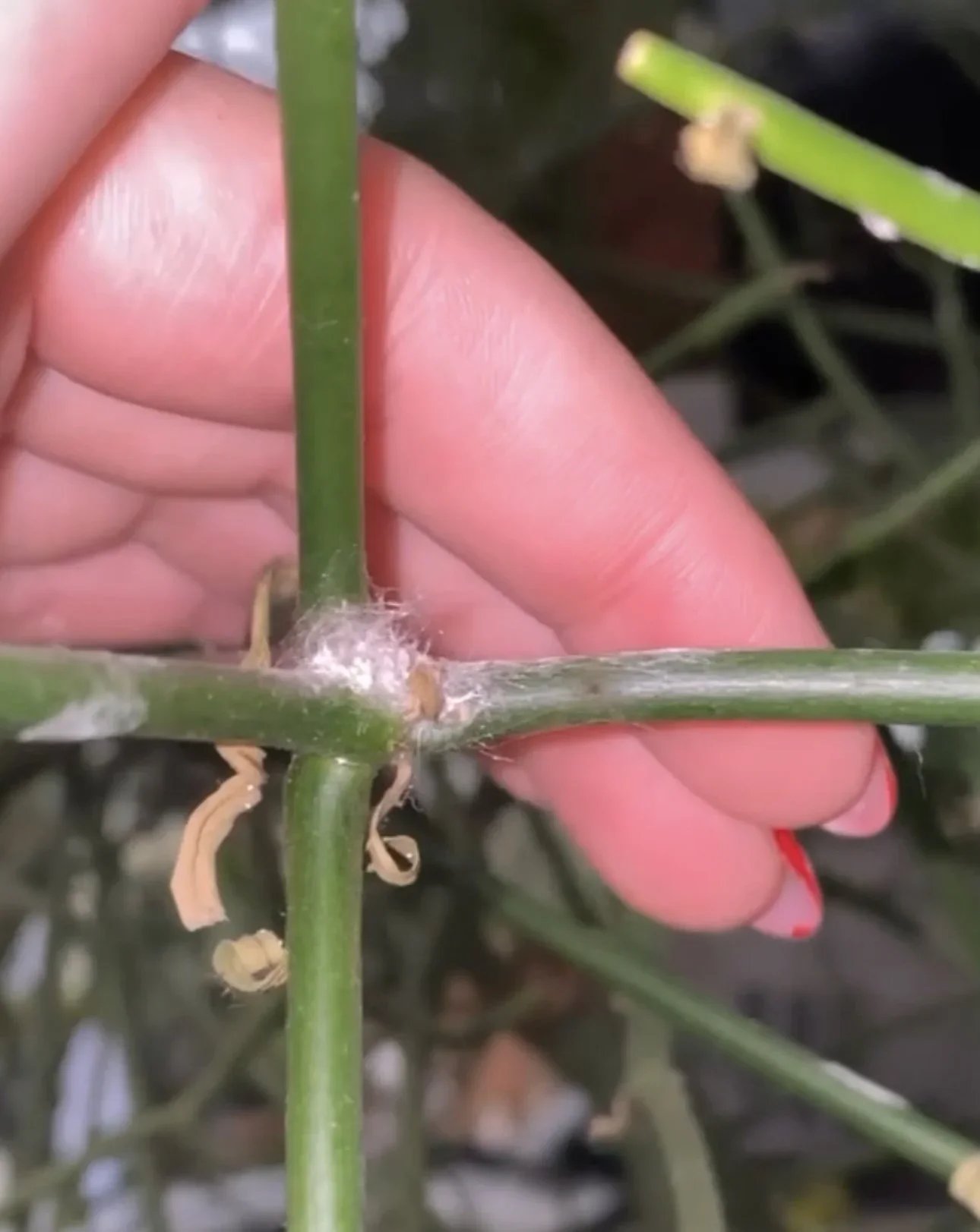 All About Mealybugs