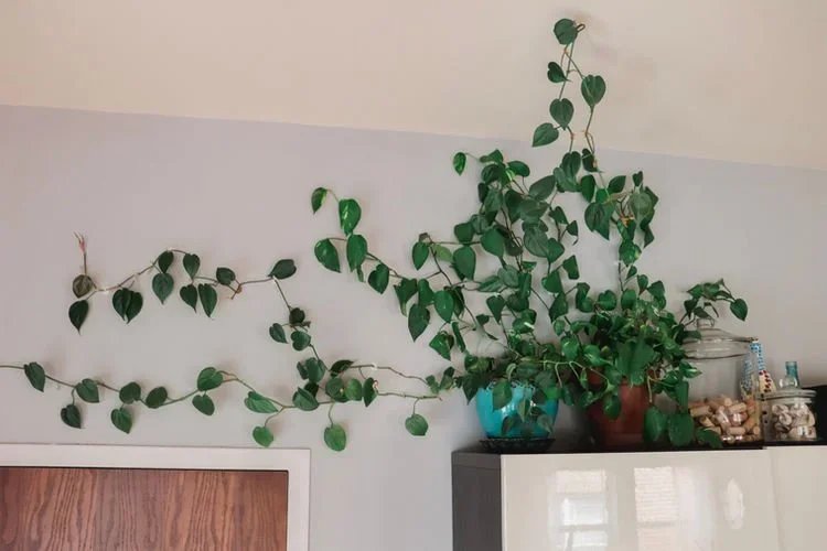 Plant Styling Tips To Bring Your Space To Life!