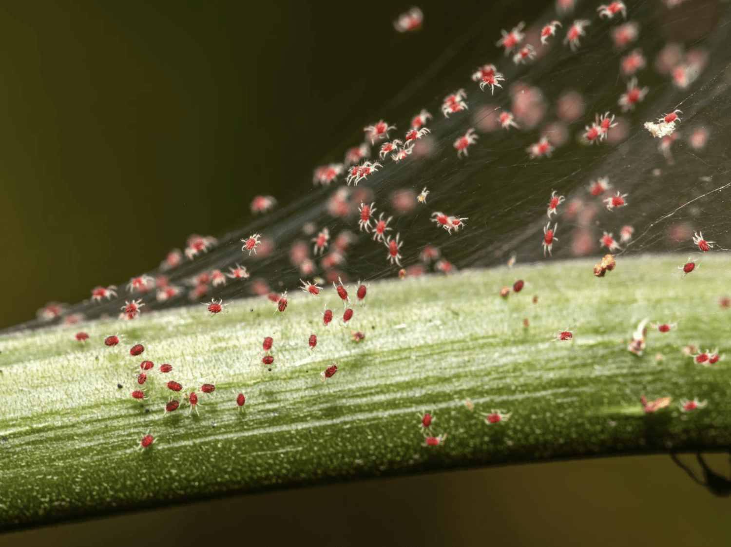 All About Spider Mites