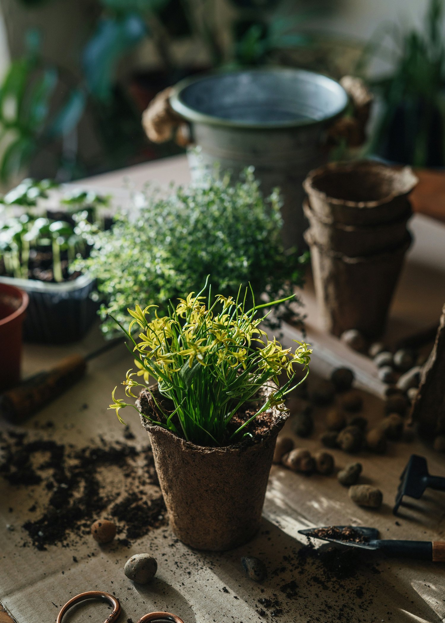 House Plant Care Advice from Interiorscapers