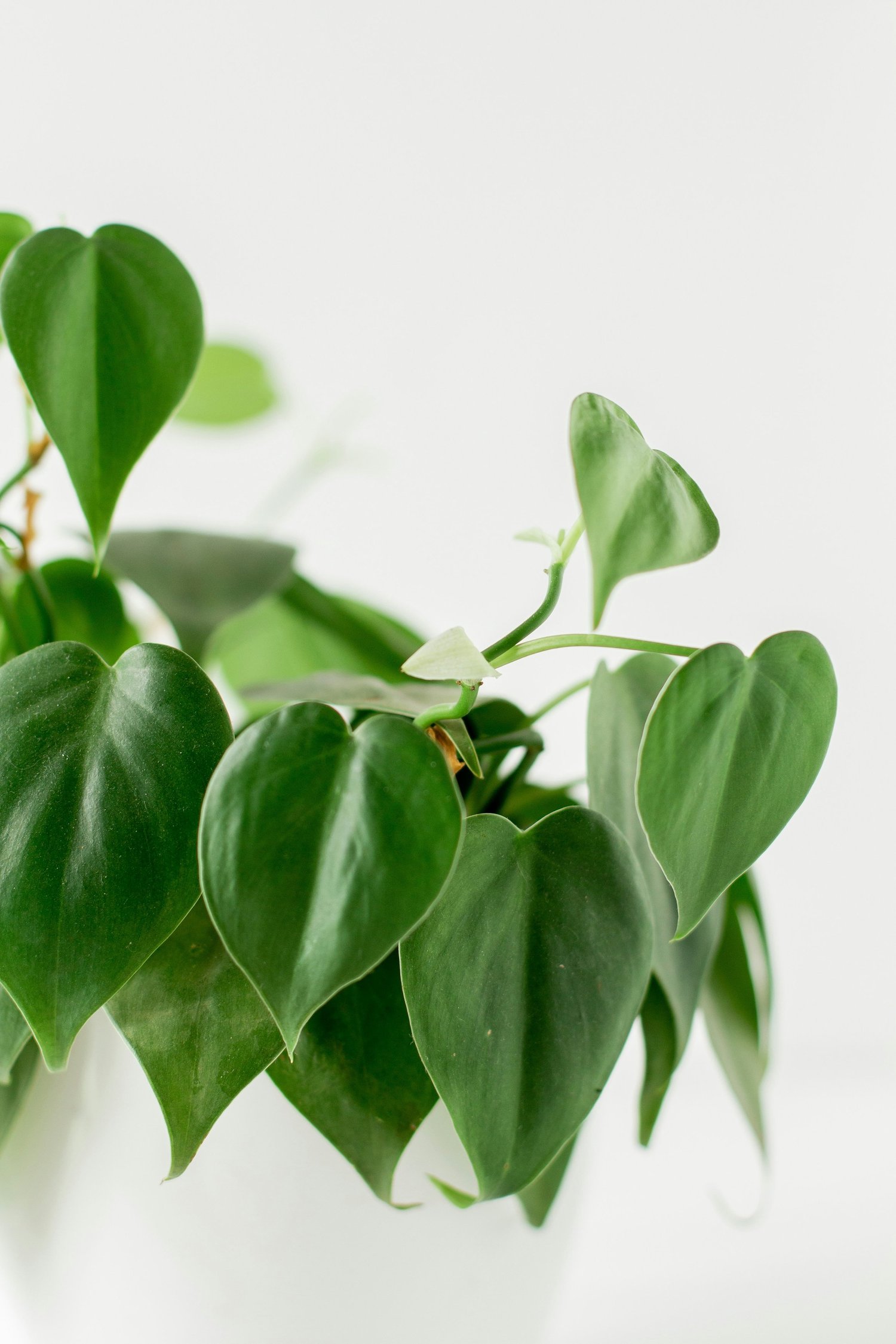 5 Easy and Interesting Houseplants For Beginners
