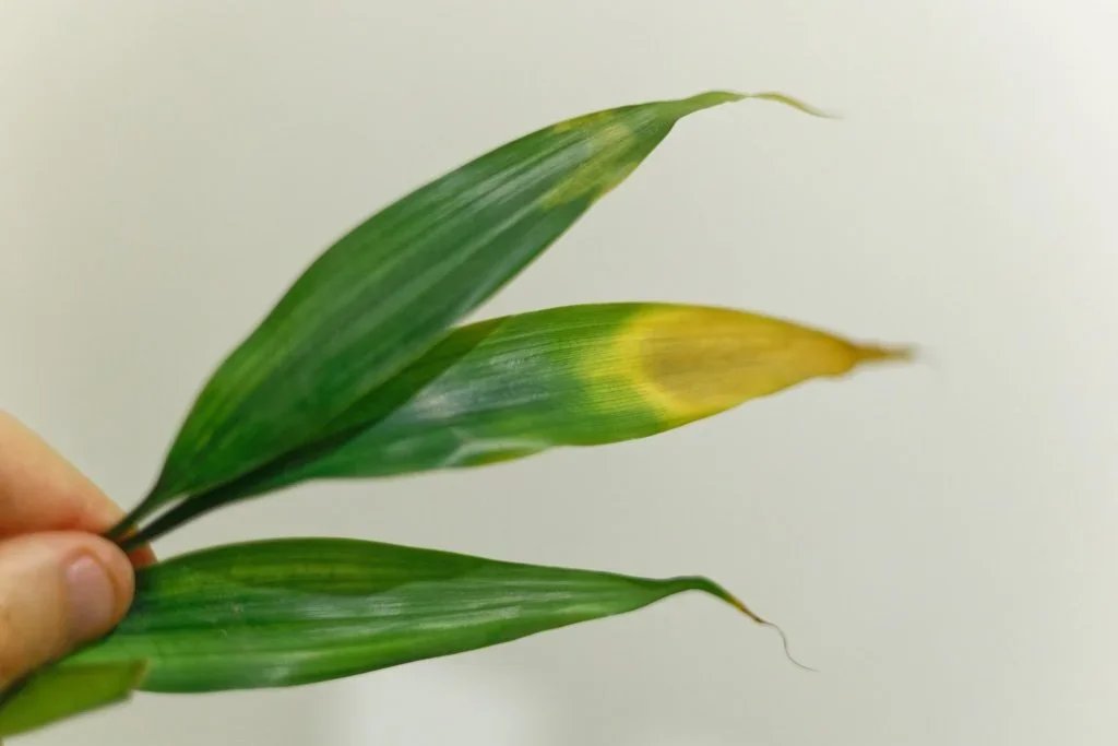 House Plant Care Advice from Interiorscapers