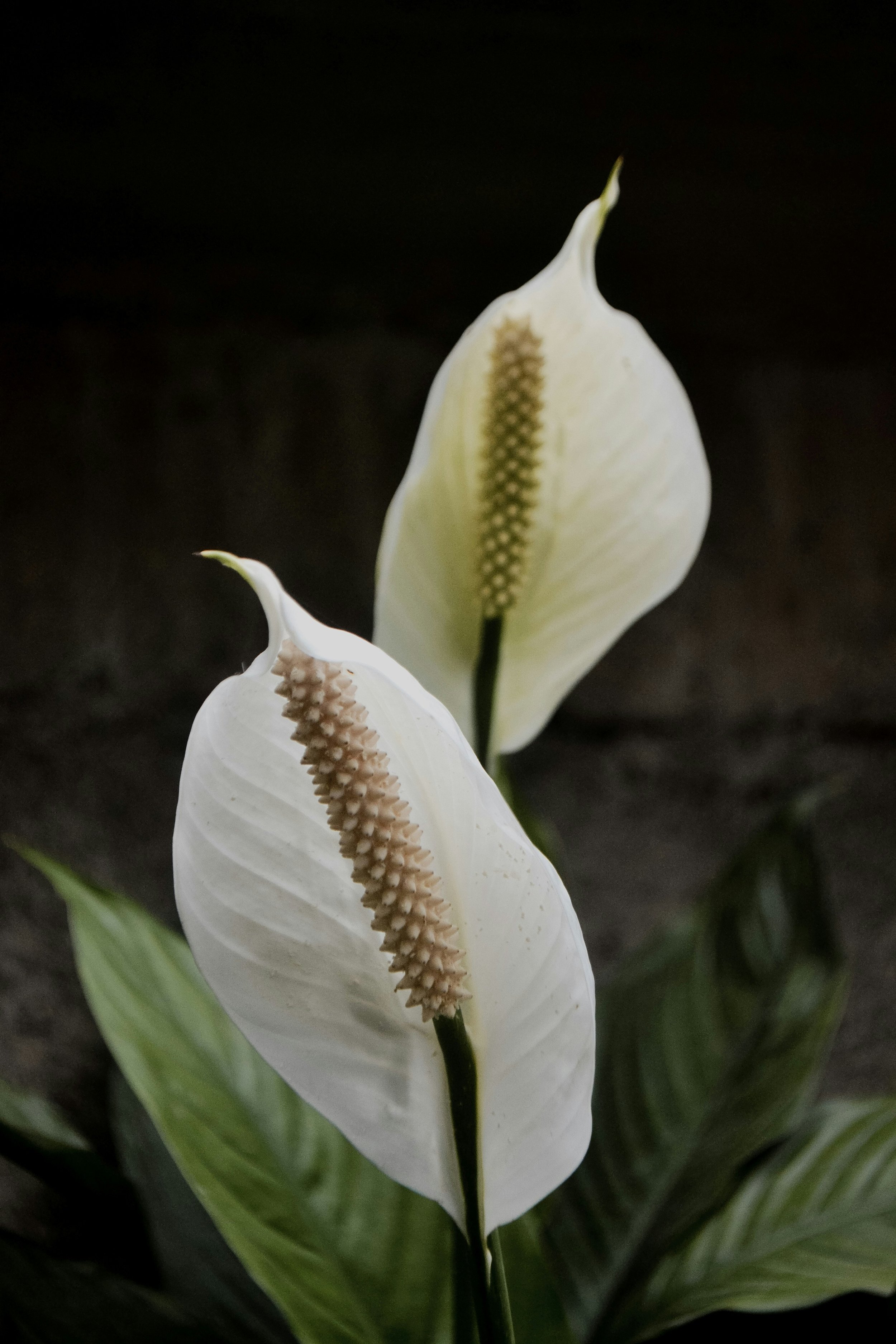 Growing Peace Lilies: How To Care For Spathiphyllum