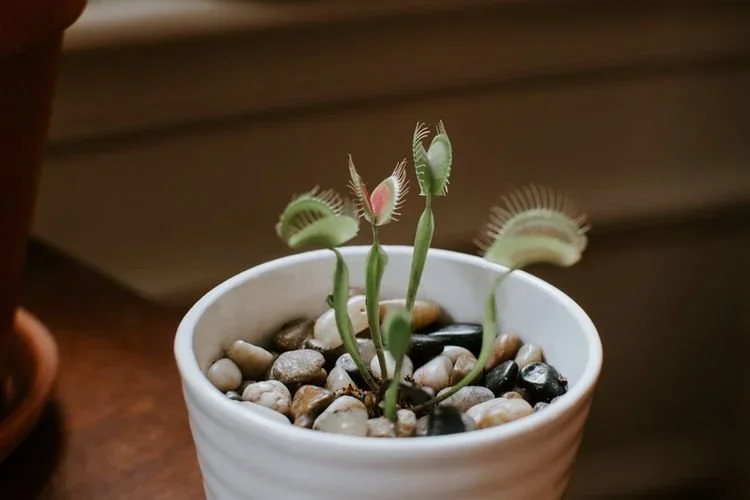 10 Pet-Friendly Plants That Are Safe For Your Pets!