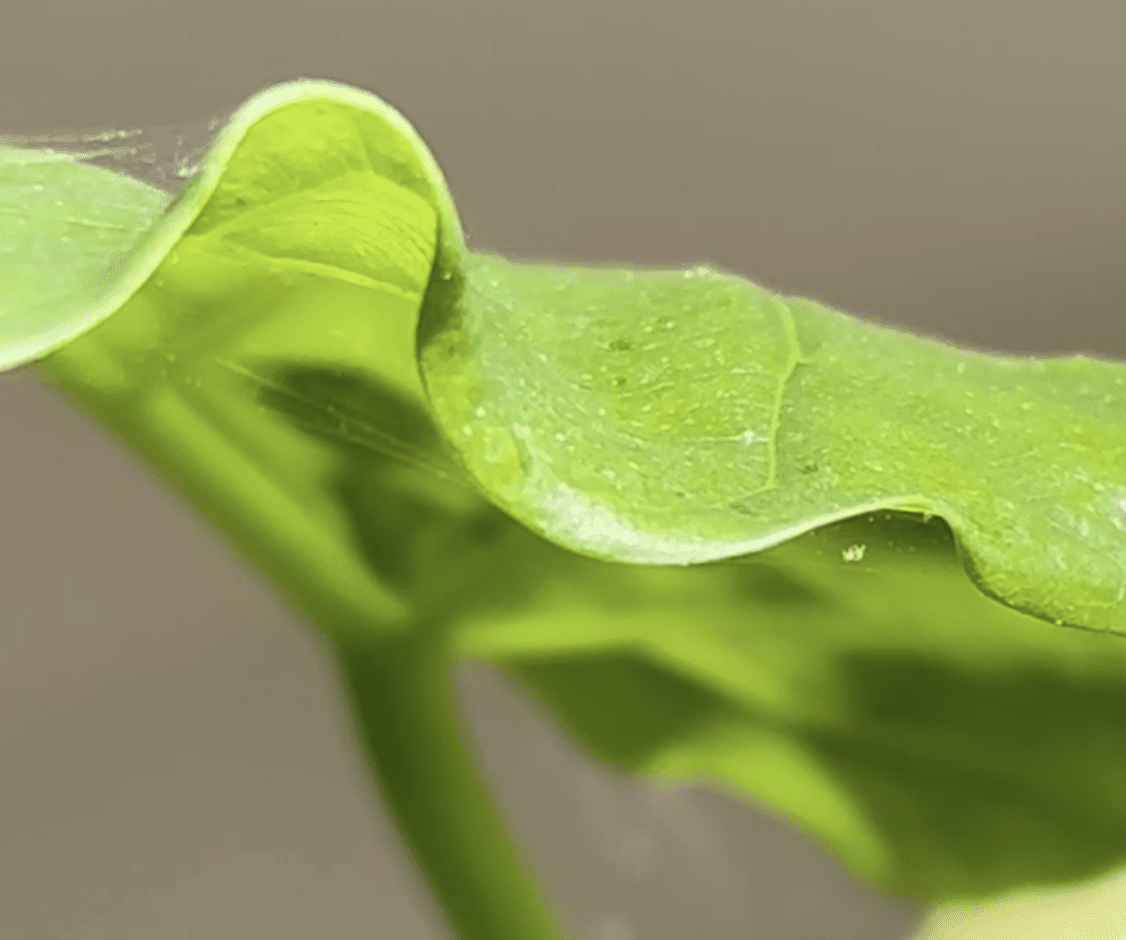 Integrated Pest Management: A Sustainable Approach to Plant Pest Control