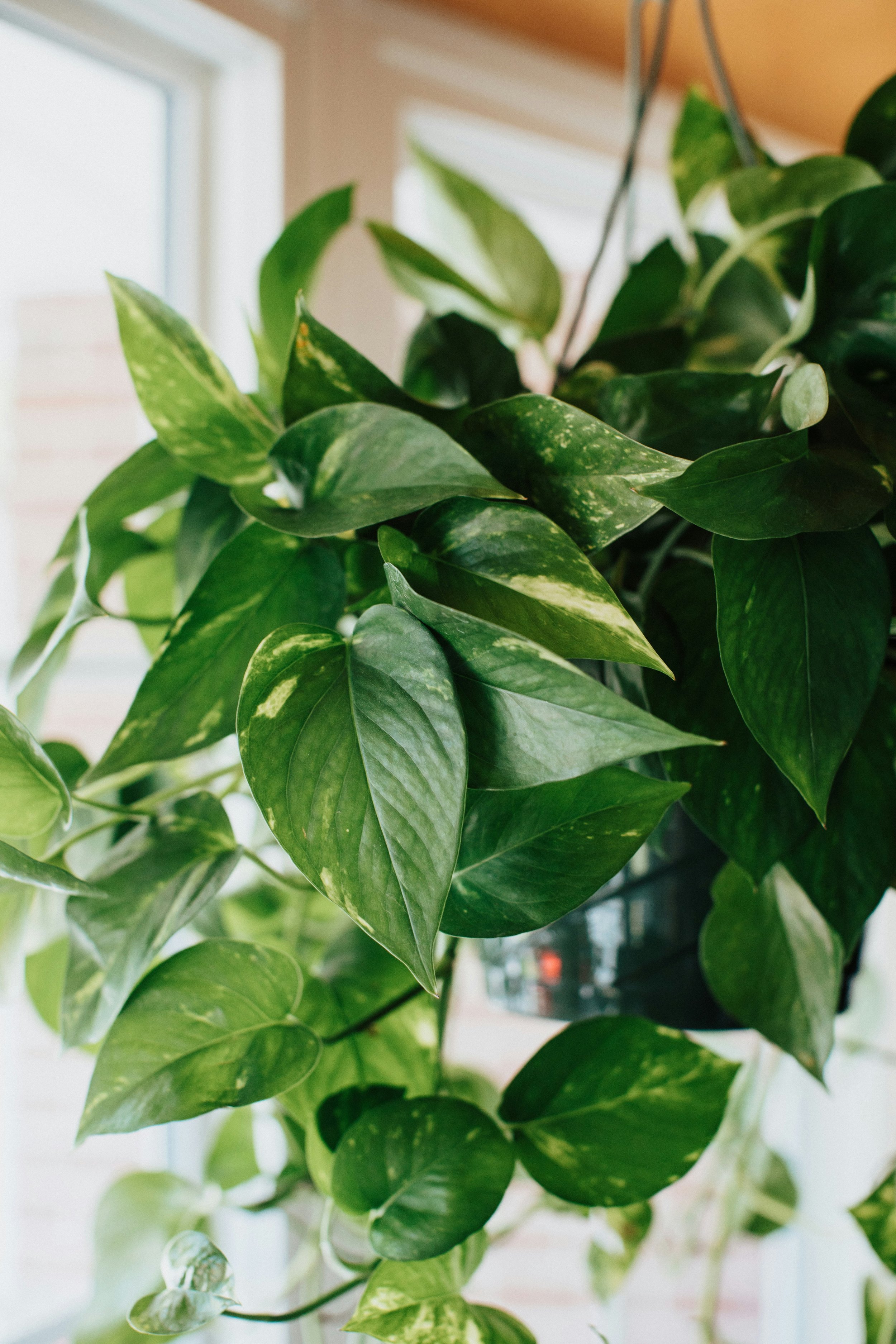 Top 5 Easiest Low-Light Houseplants