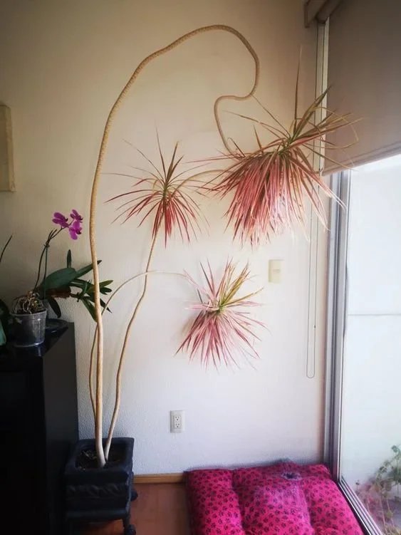 2024 Interiorscaping Trends