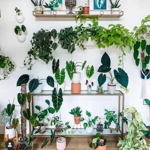 Small Businesses To Support: Houseplant Edition