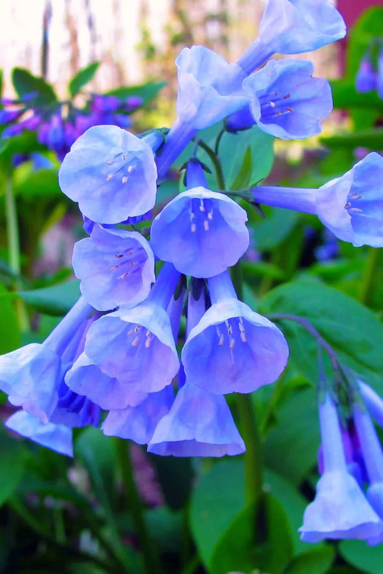 Summer Planting Guide: Top Tennessee Native Plants for Every Garden Style