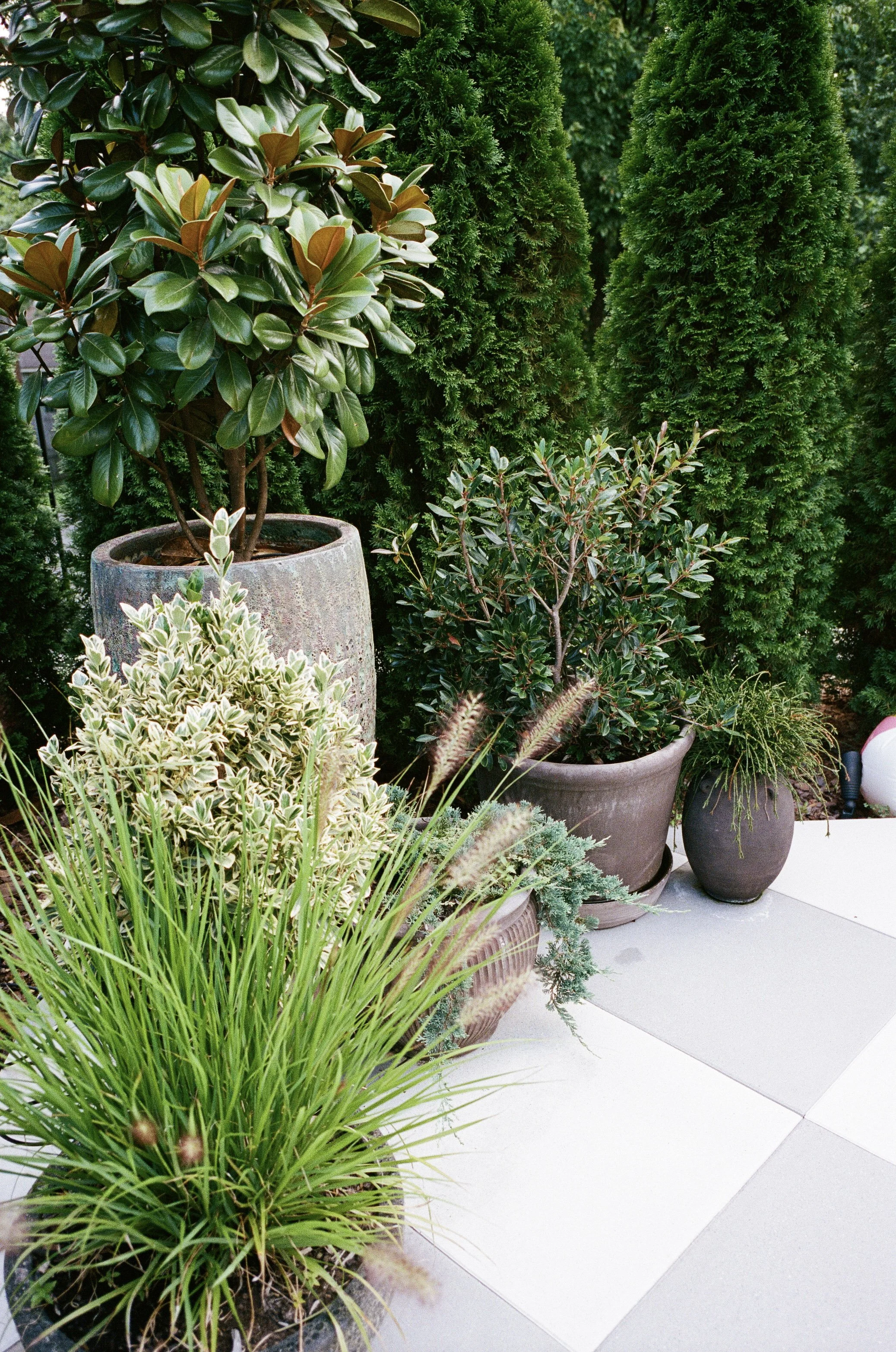 Plant Savvy plant installation in a Middle Tennessee commercial space.