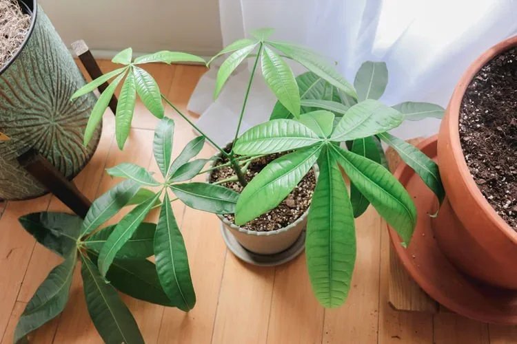Top 5 Easiest Low-Light Houseplants
