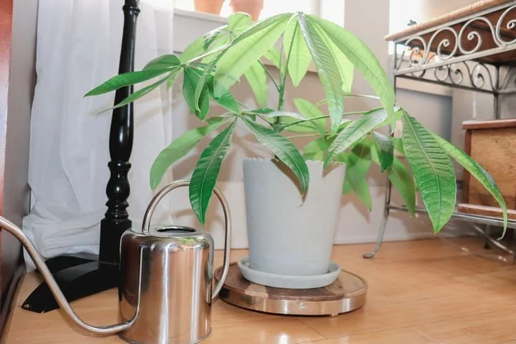 Preparing Houseplants For Spring: You've Survived Winter. Now What?