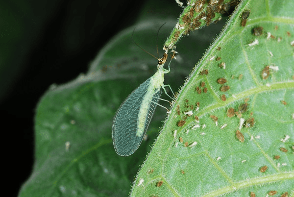 Integrated Pest Management: A Sustainable Approach to Plant Pest Control