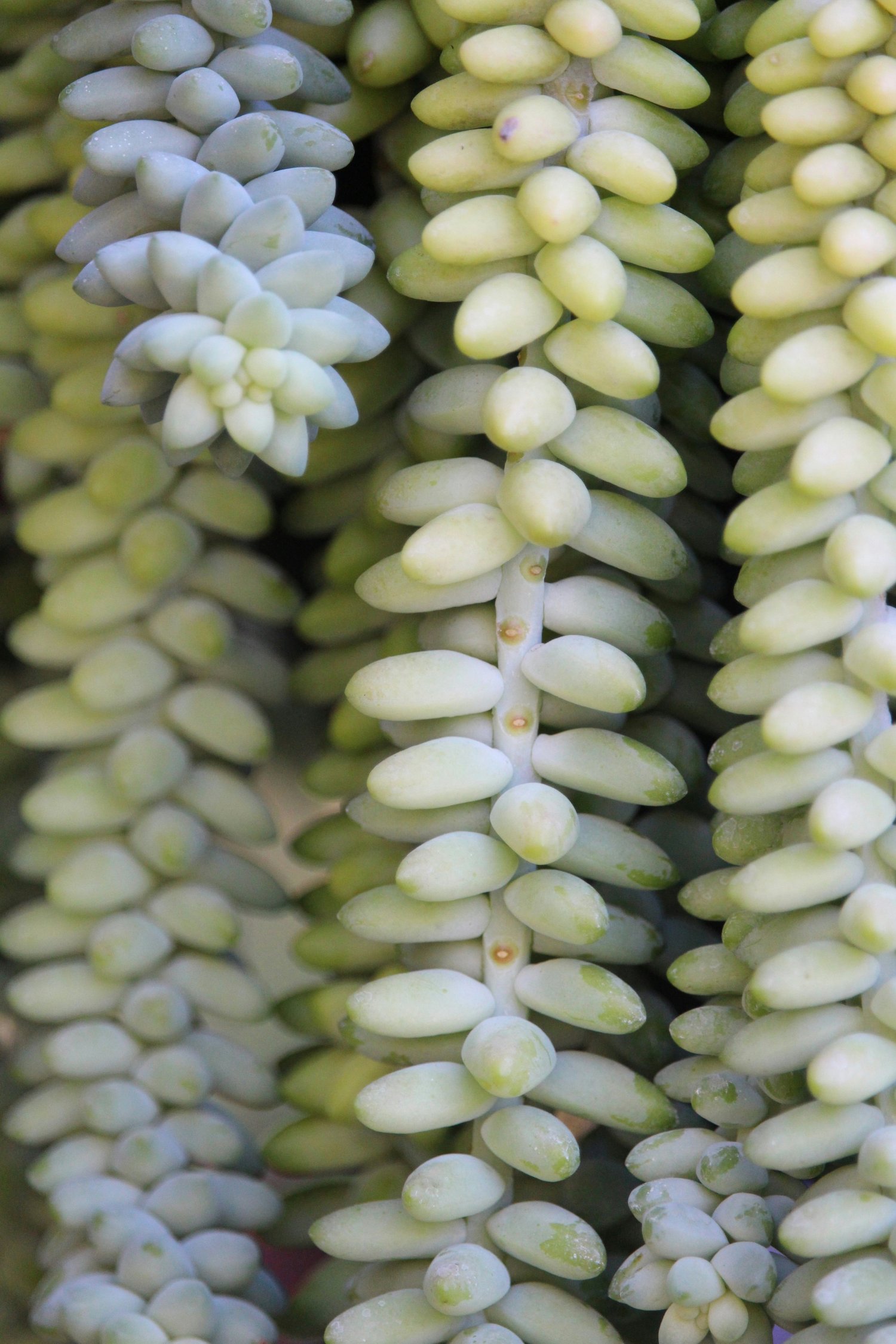 5 Easy and Interesting Houseplants For Beginners