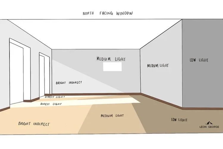 Understanding Natural Light and How It Affects Your Houseplants