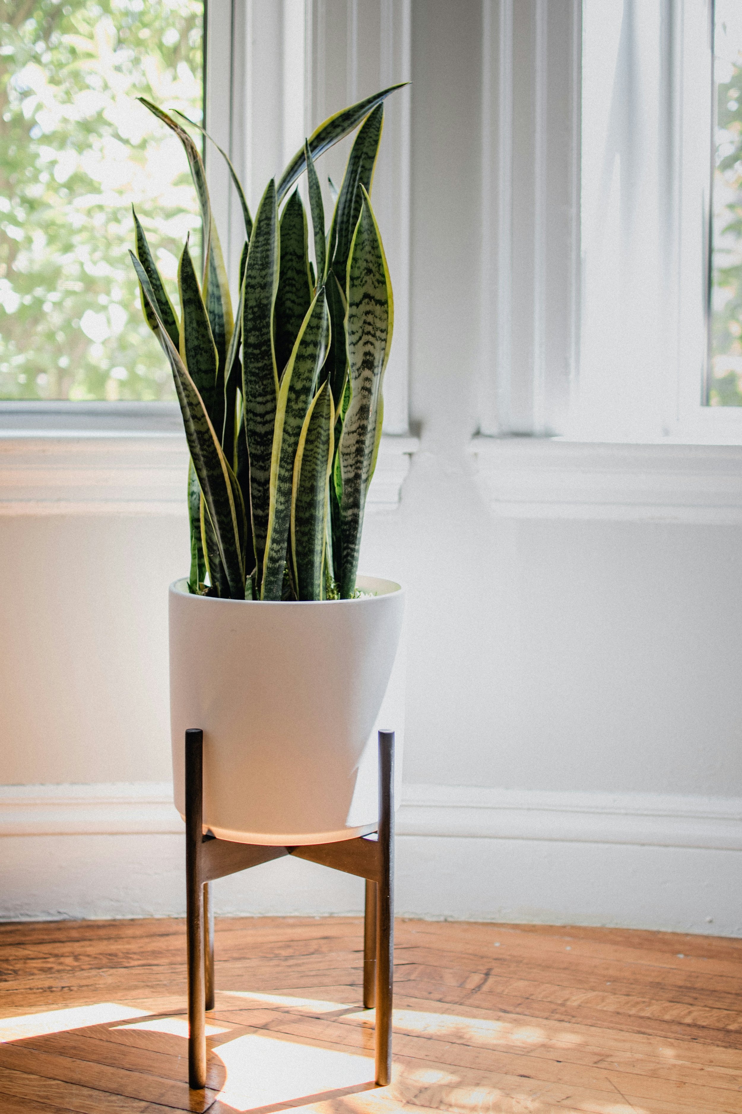 Sansevieria AKA Snake Plant Profile & Basic Care Tips